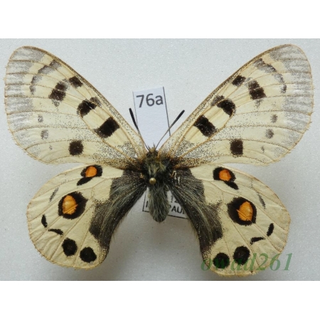 Parnassius széchenyii subsp. evacaki Schulte, 1992 China76a